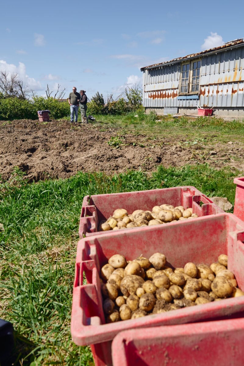 Aardappelen bij een boerderij op het eiland Noirmoutier