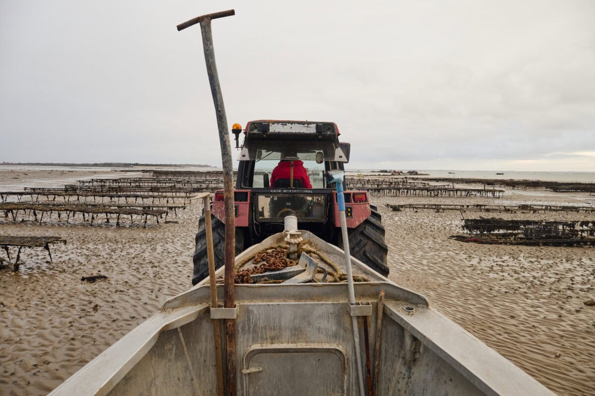 Oesters op Noirmoutier