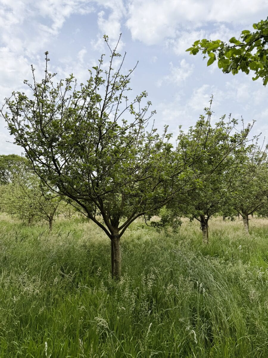 Appelbomen bij Hâld Moed Cidery in Friesland