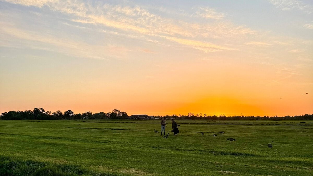 Weiland in Friesland