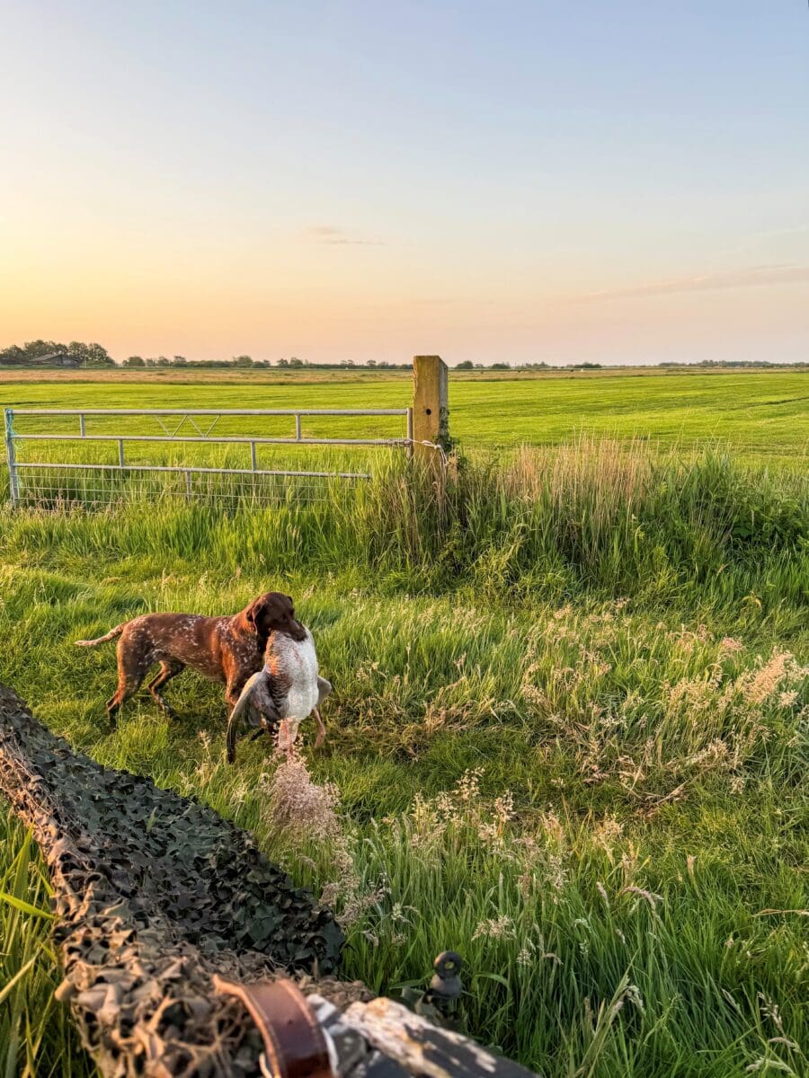 Jachthond Nanne met een gans