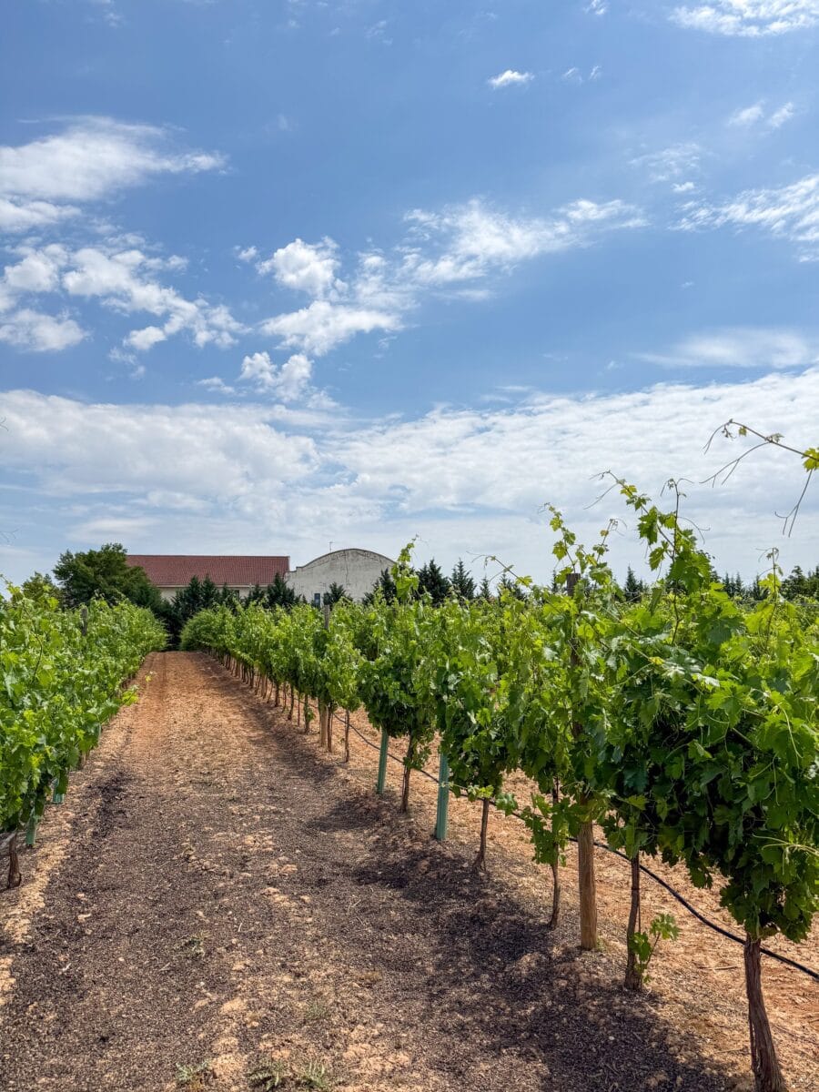 Portia in Ribera del Duero