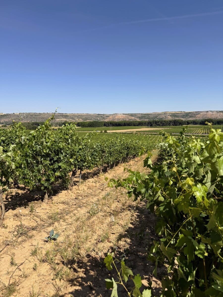 Wijngaarden bij Cepa 21 in Ribera del Duero