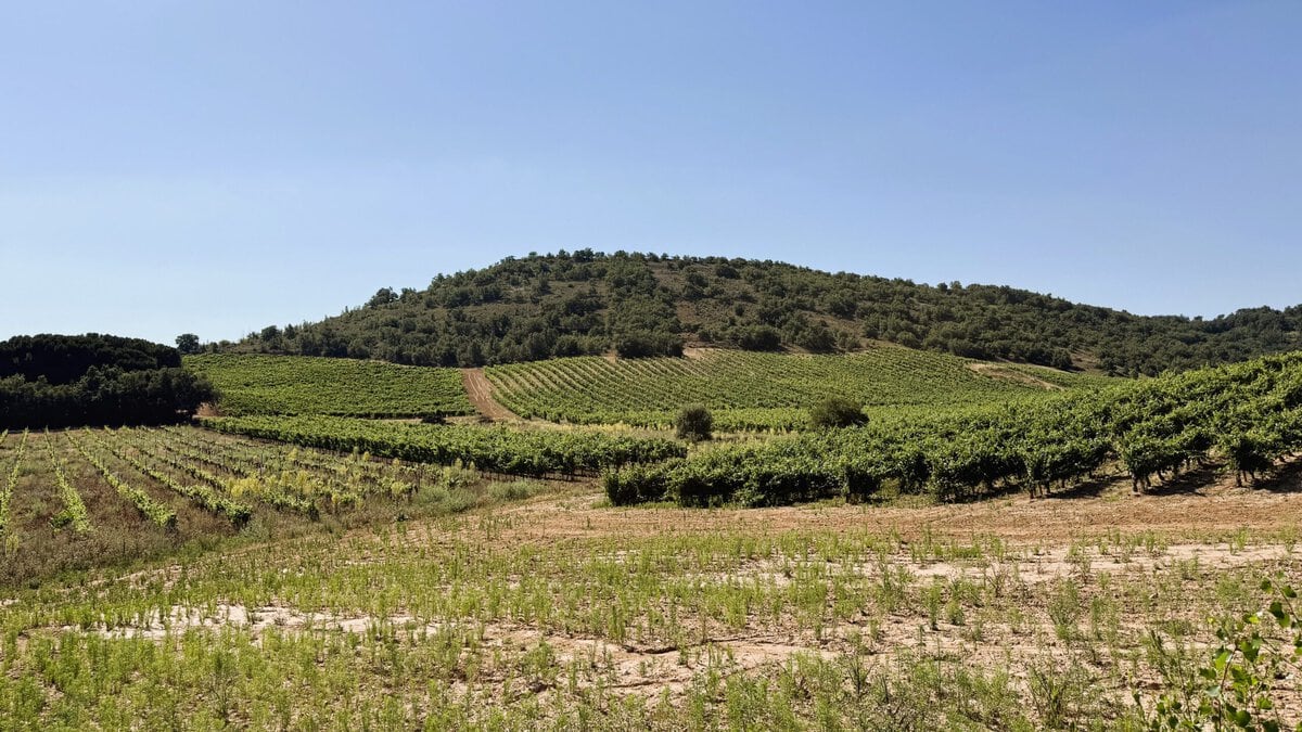 Wijngaarden in Ribera del Duero in Spanje