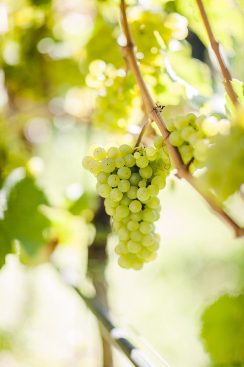 Riesling in Zuid-Tirol