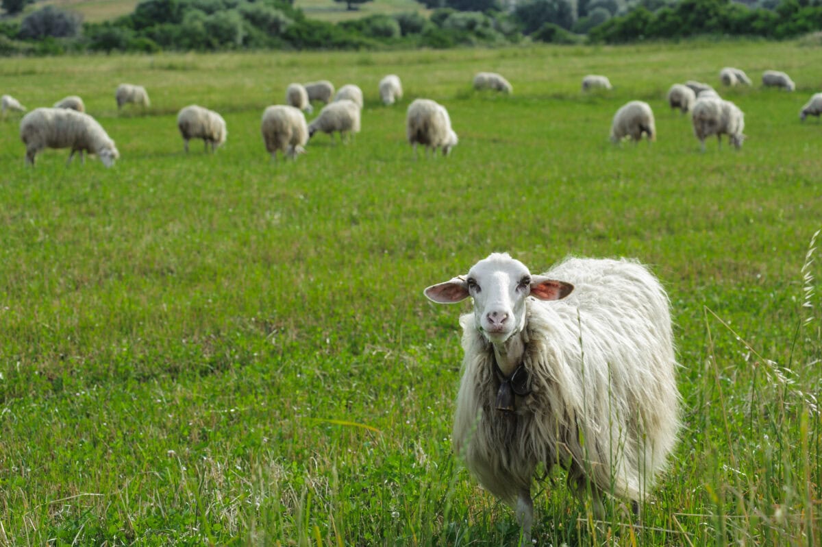 Schapen