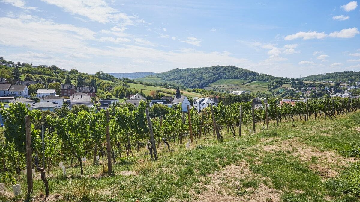 Wijngaarden in Saarland