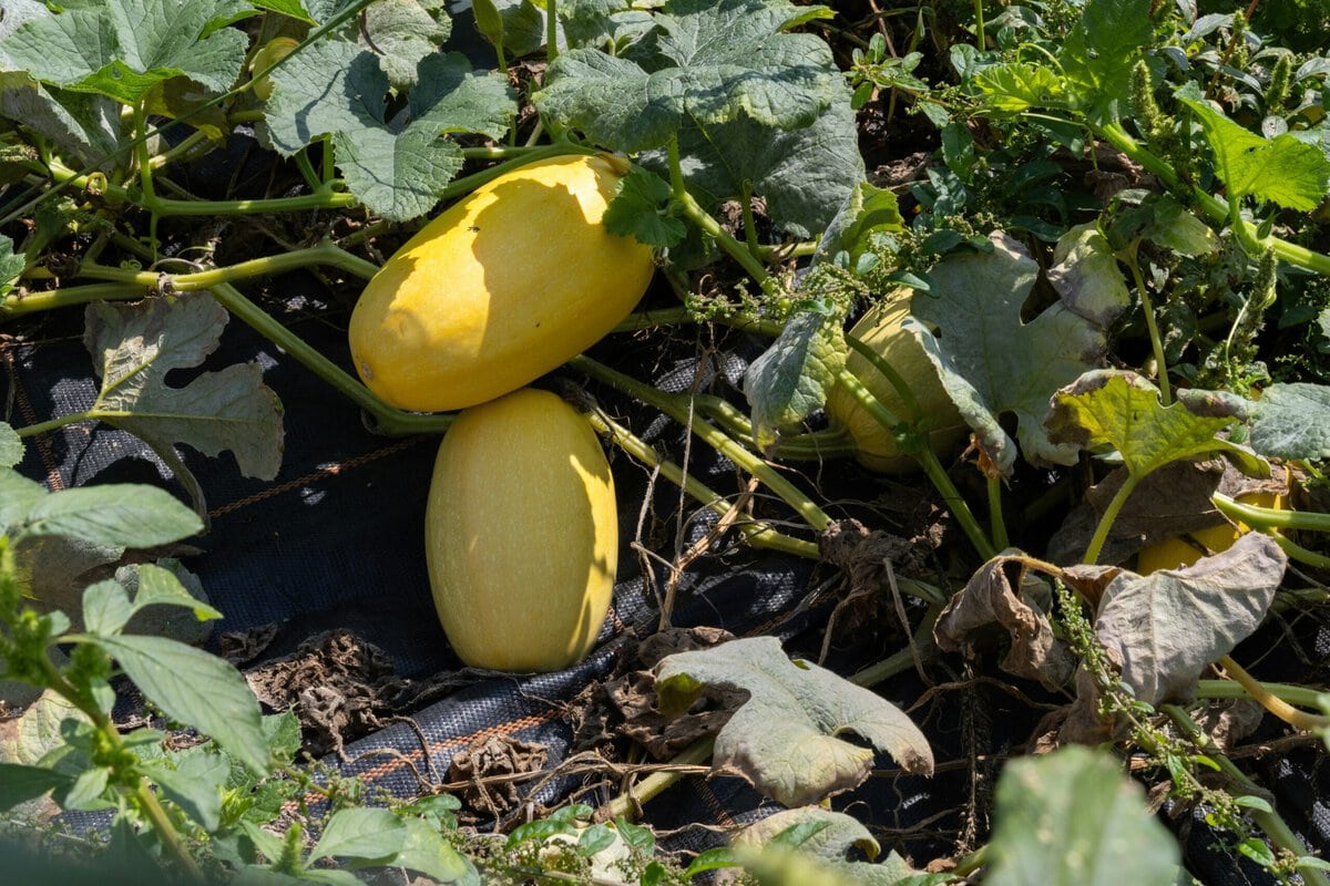 spaghetti pompoen aan plant