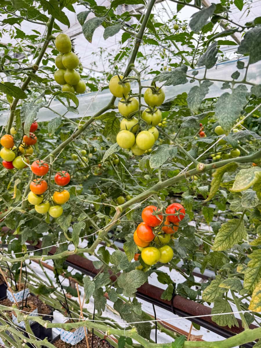 Tomaten in Skåne