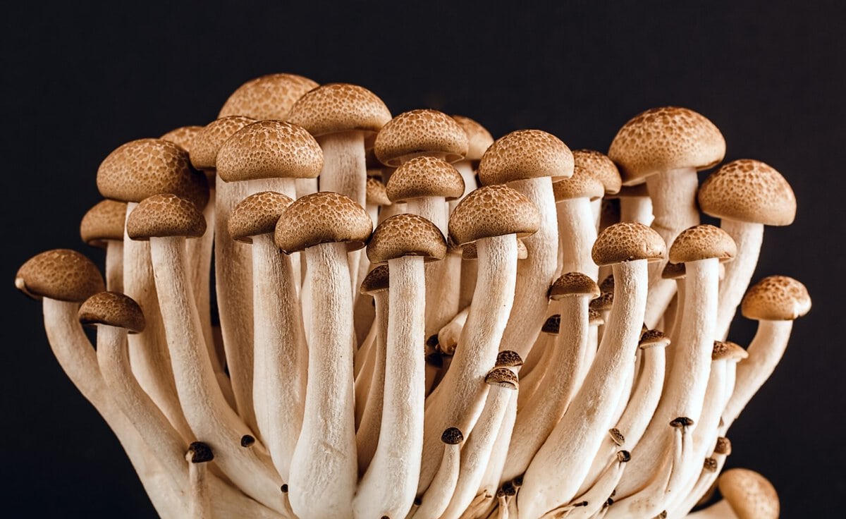 enoki