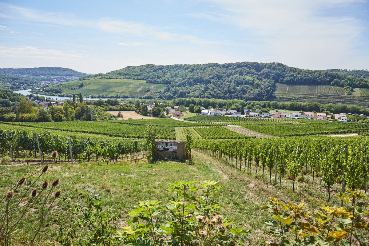 Wijngaarden in Saarland
